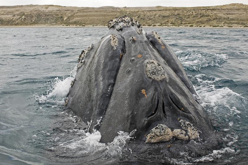 20071209 152727 D200 c 3550x2400.jpg - Right whale at Puerto Piramides, Argentina.  You can see the 2 blow holes